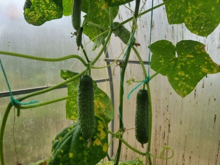 Какие культуры не должны расти рядом с огурцами: они отбирают у вас урожай