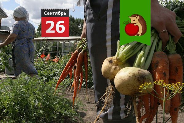  :       26 