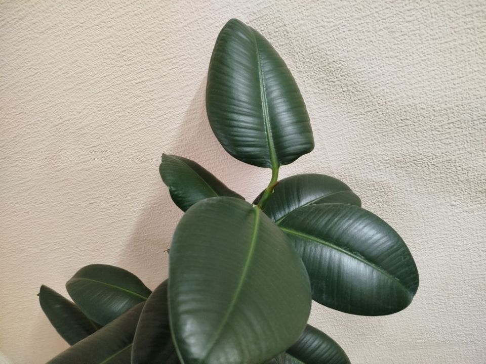   ?     !