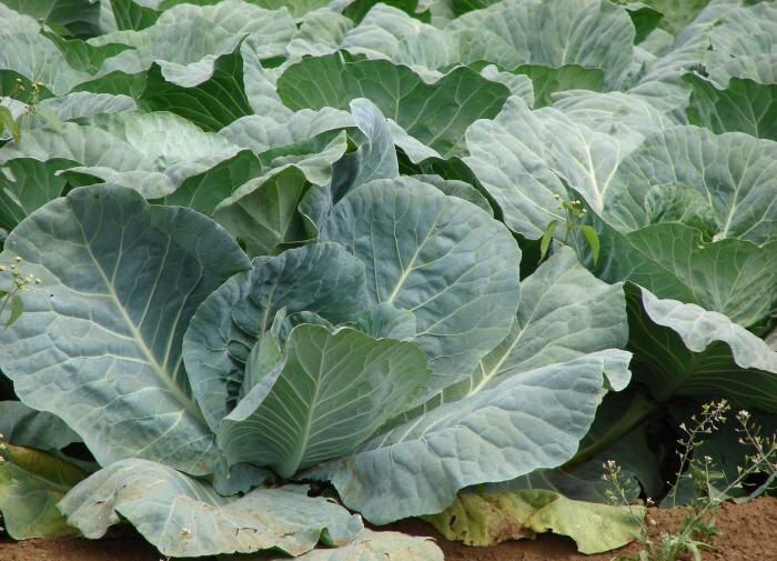 Капуста: суперфуд с лекционными свойствами, о которых вы не знали