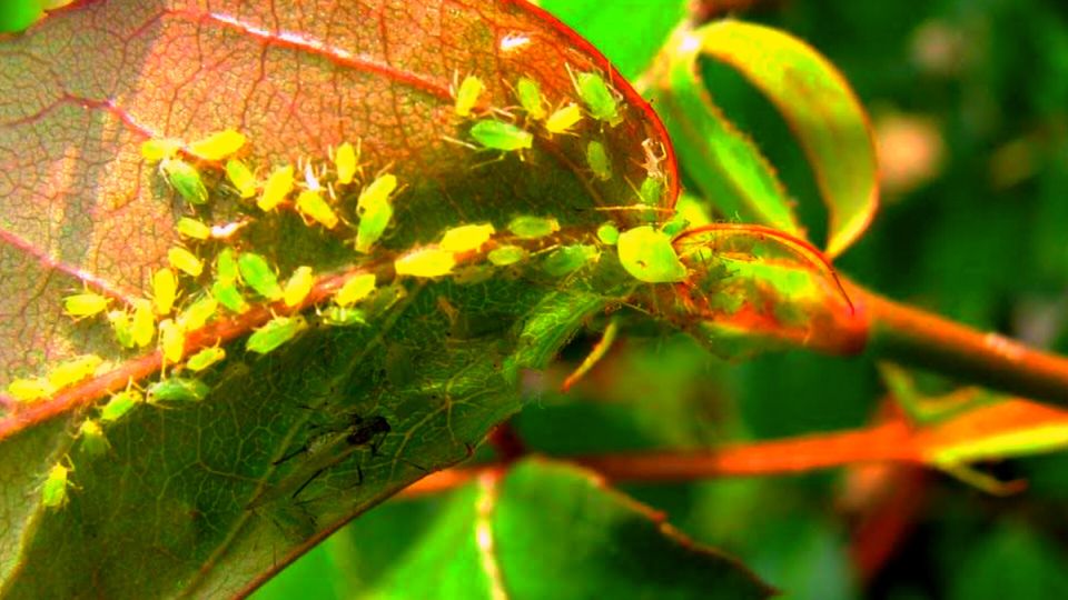 Эффективное решение для борьбы с тлей: хвойный настой, который работает мгновенно