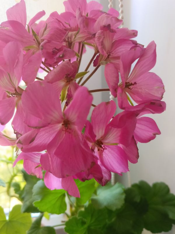 Секреты великолепного цветения герани: как выбрать идеальный грунт