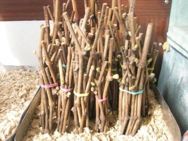 Как правильно прививать виноград: новые сорта без ожидания