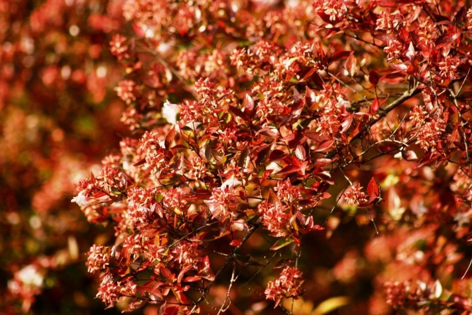 Осень в саду: как деревья и кустарники трансформируются в яркое великолепие