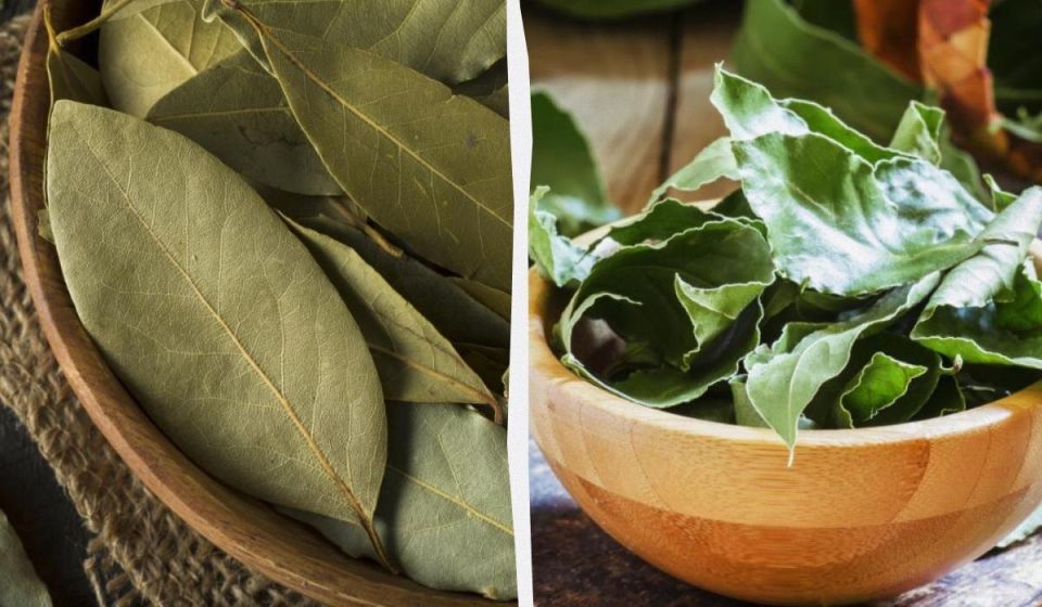 Лавровый лист: недооцененное чудо кулинарии