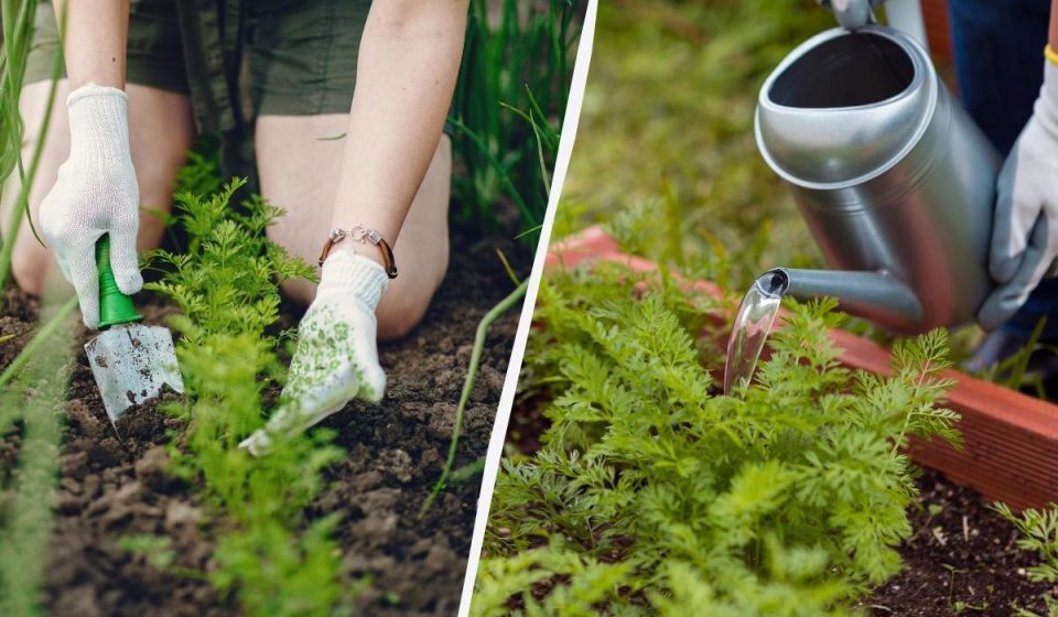 Как правильно подкормить морковь в июне: секреты успешного урожая