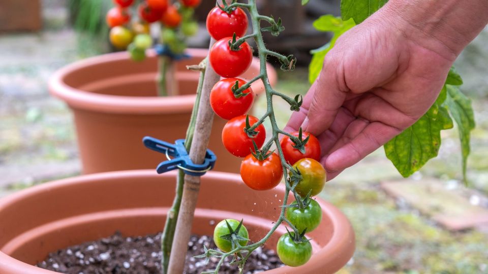 Огород на балконе: эти овощи переживут зиму в горшках и не раз порадуют урожаем