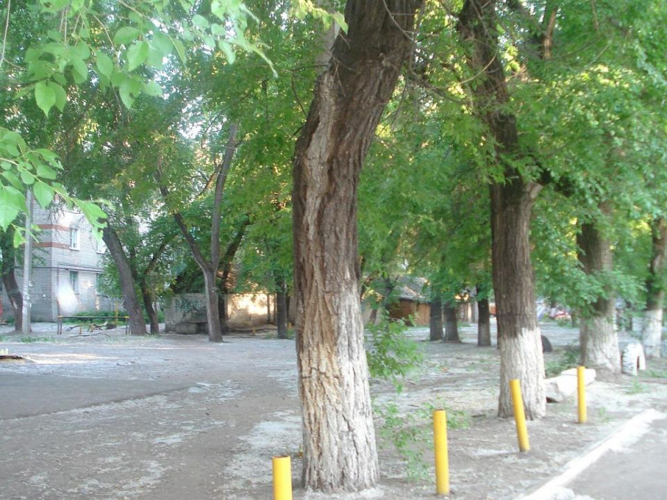 Как сделать побелку деревьев устойчивой к дождю: секреты дачников