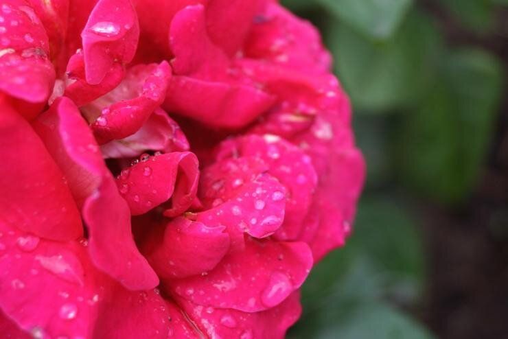 Зимняя защита роз: практические советы для садоводов Сибири