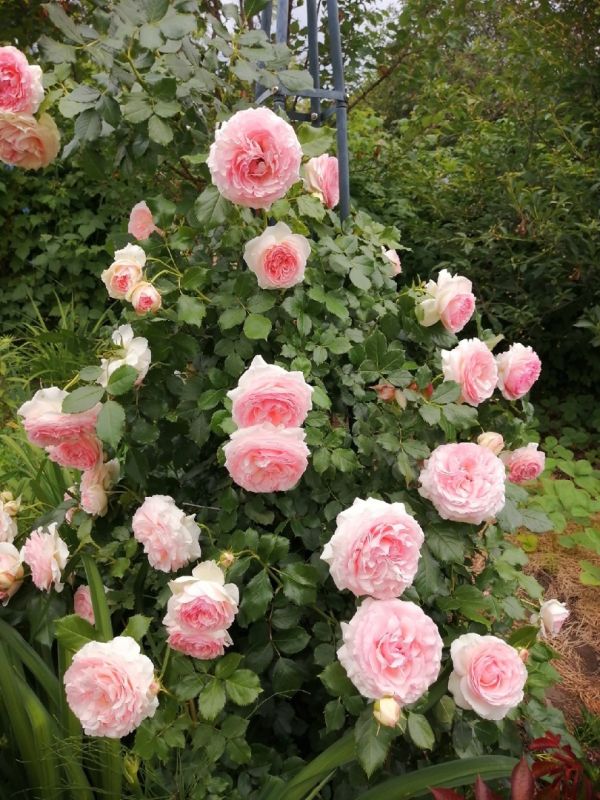 Как правильно обрезать плетистые розы: советы для садоводов