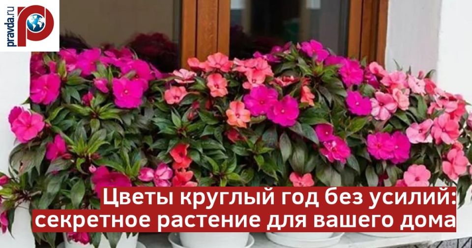 Недотрога Уоллера: цветы, которые радуют круглый год