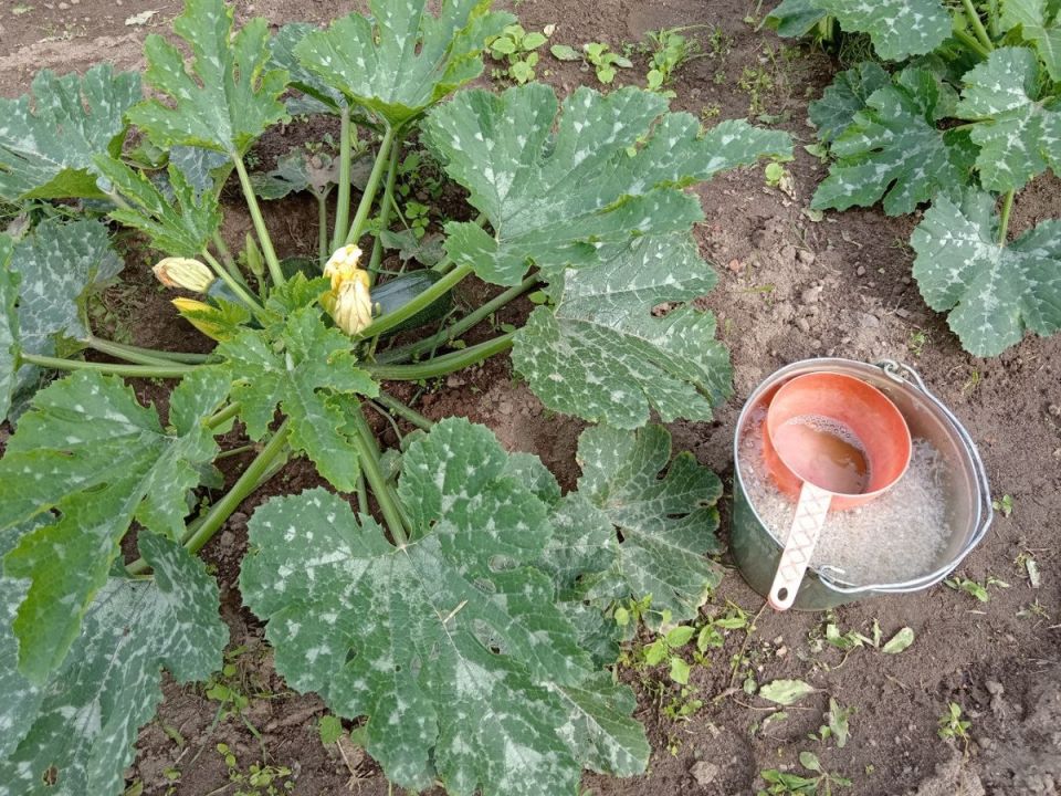 Мучнистая роса на кабачках: как отличить болезнь от сортовых особенностей