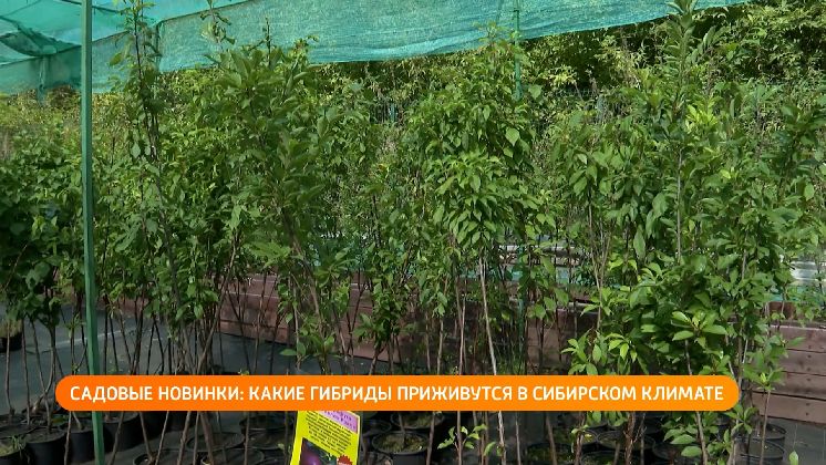 Садоводы и зрение: что нужно знать о весенних посадках и ночных линзах