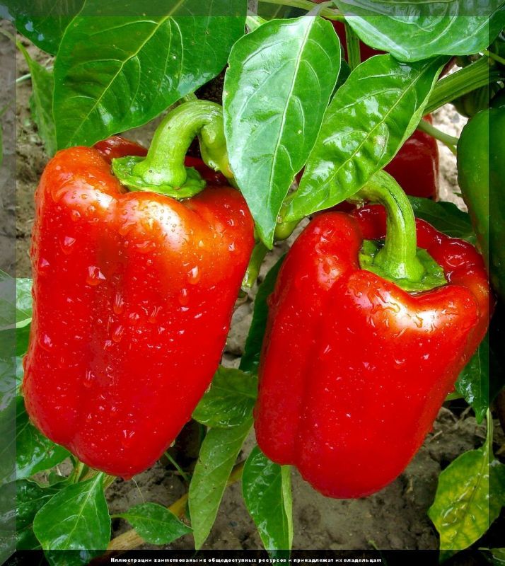 Идеальные сорта сладкого перца для вашего огорода в 2025 году
