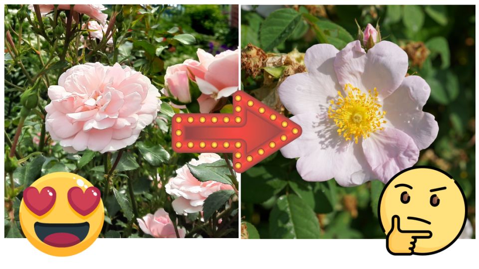 Пересорт: неожиданные открытия в мире садоводства