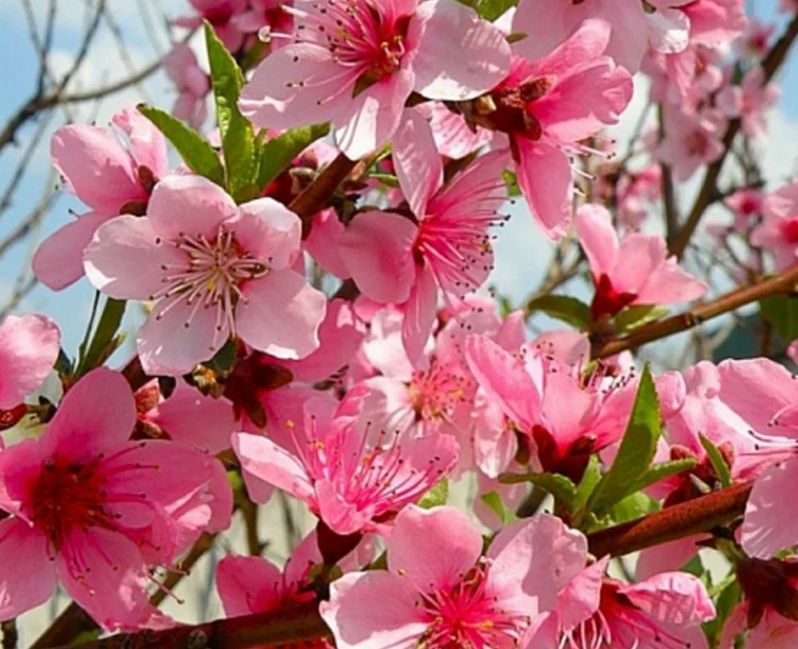 Персики: недооцененные герои садоводов или капризные плоды?