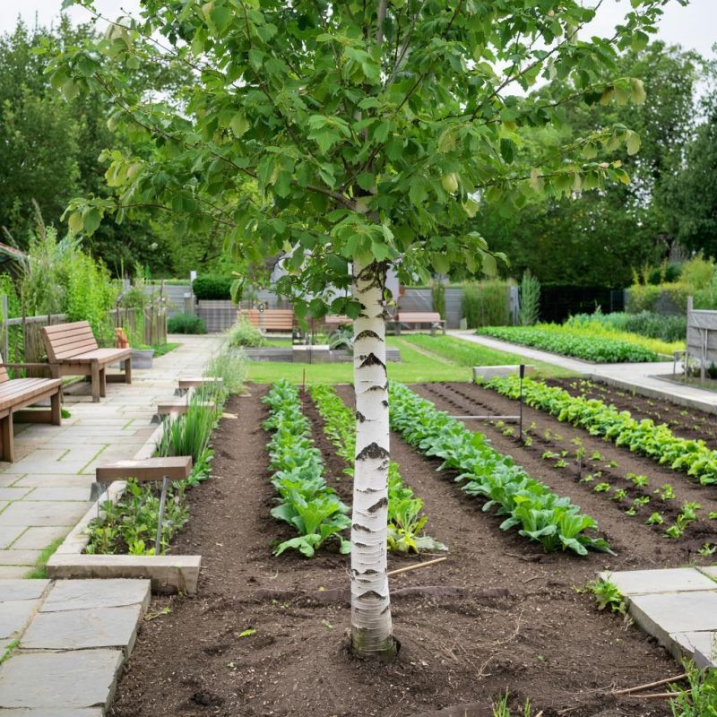 Почему берёза может стать настоящей головной болью для садоводов