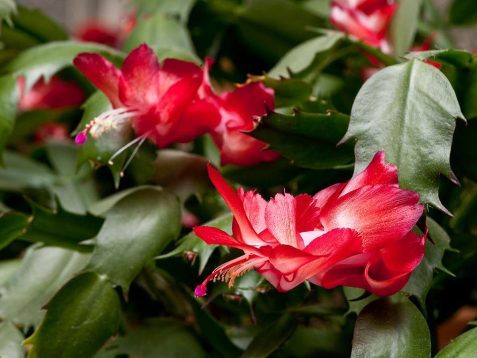 Почему листья декабриста становятся красными: возможные причины