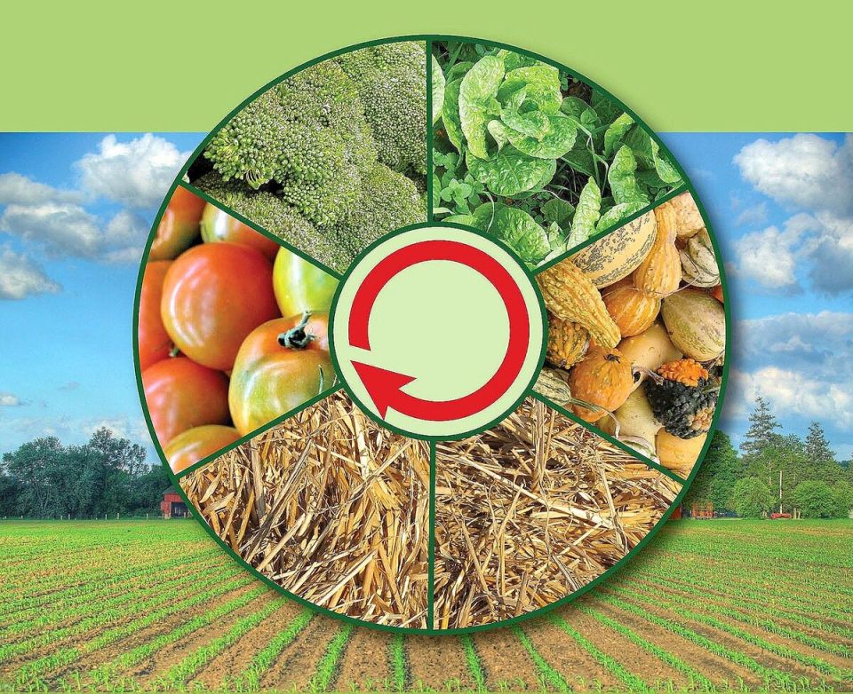 Секреты севооборота: как сохранить урожайность и избежать проблем с почвой