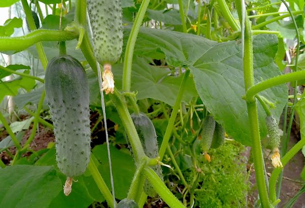 Секреты успешного посева огурцов: как избежать распространенных ошибок