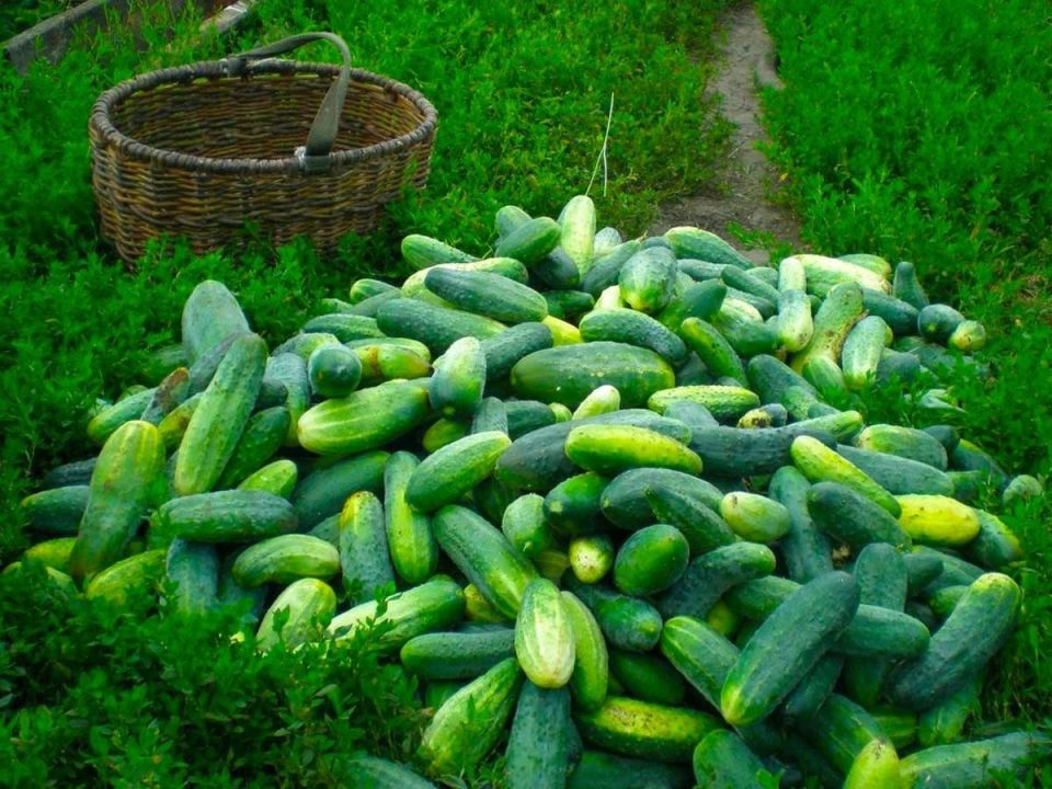 Почему огурцы горчат и как избежать этой неприятности на грядках