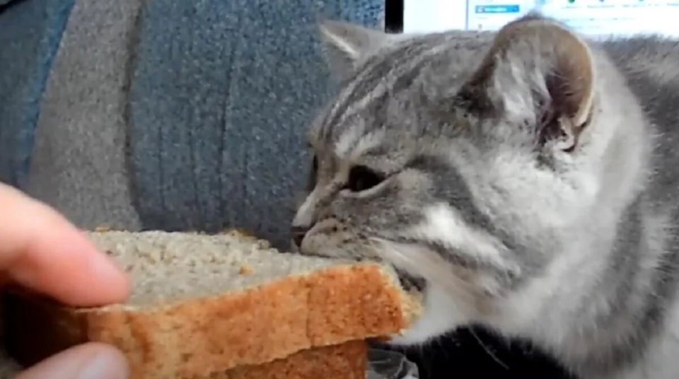 Можно ли кормить котов хлебом? Основные рекомендации экспертов