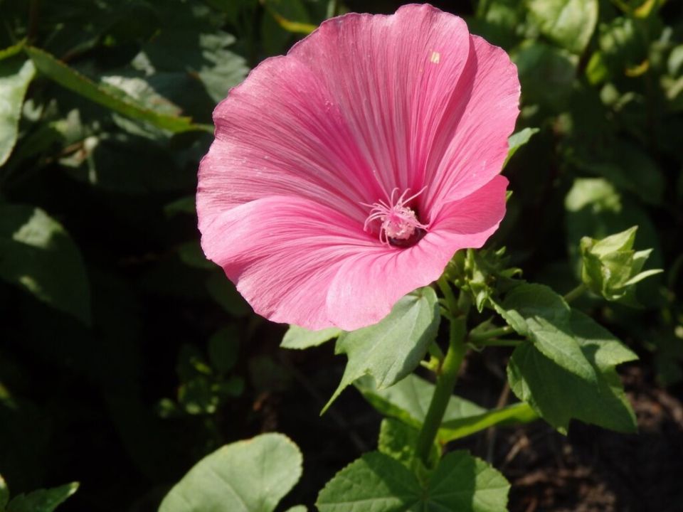 Лаватера: как выбрать сорт и вырастить цветник мечты