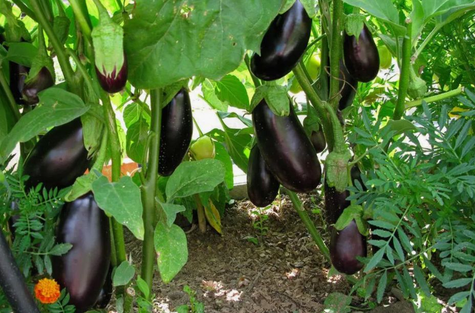 Не спешите поливать: почему вянут листья баклажанов и как это исправить