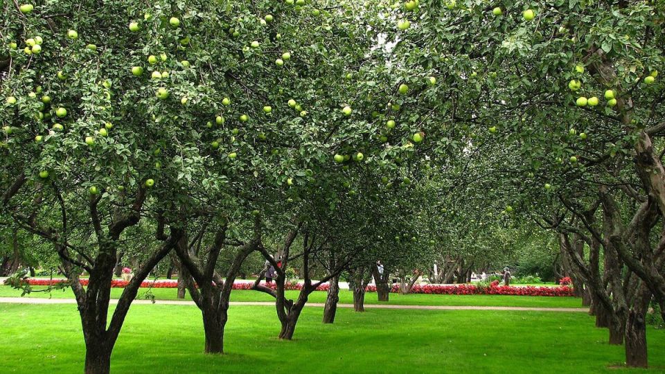 Значение обрезки деревьев для их здоровья