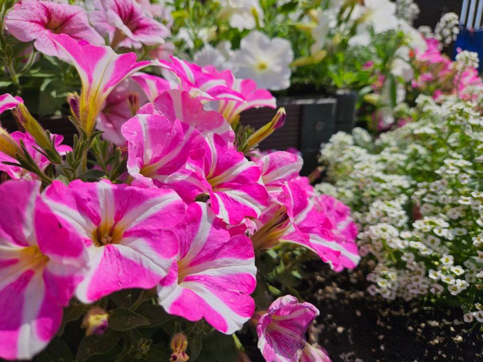 Как преобразовать несчастную клумбу: секреты успешного озеленения