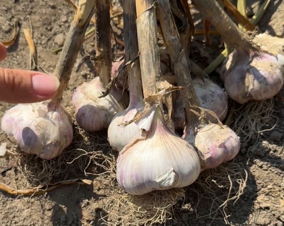 Ошибки при посадке чеснока осенью: как избежать потерь и получить отличный урожай