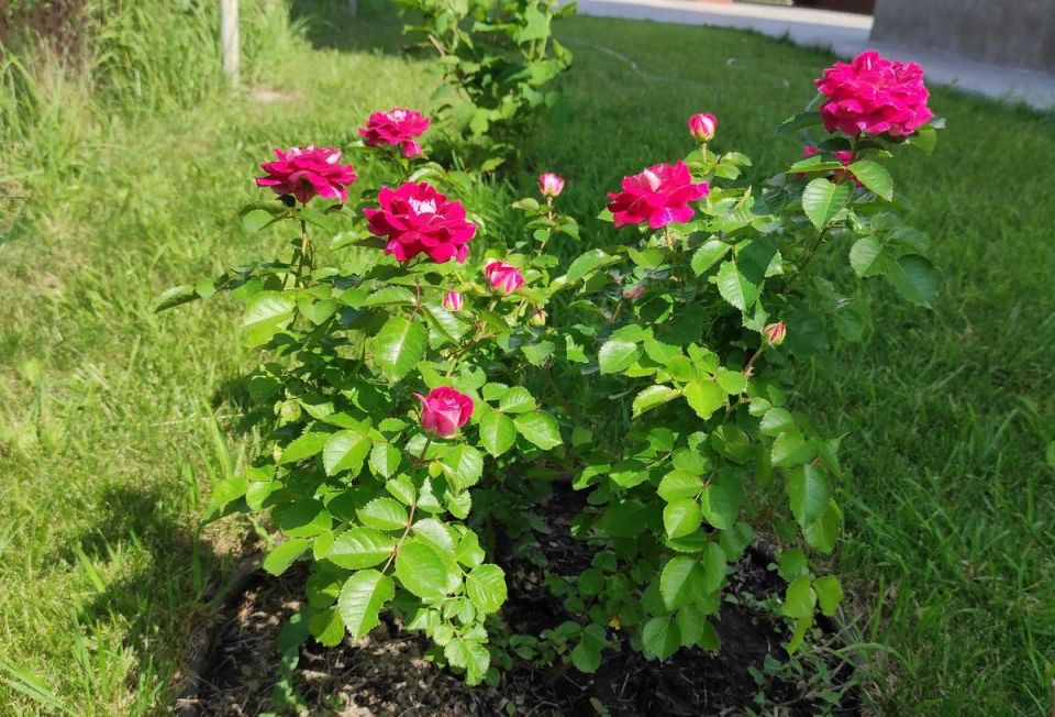 Выращивание саженцев роз из осенних побегов