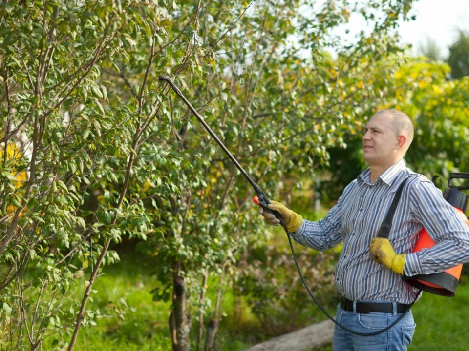 Эффективная защита сада: секреты весеннего опрыскивания