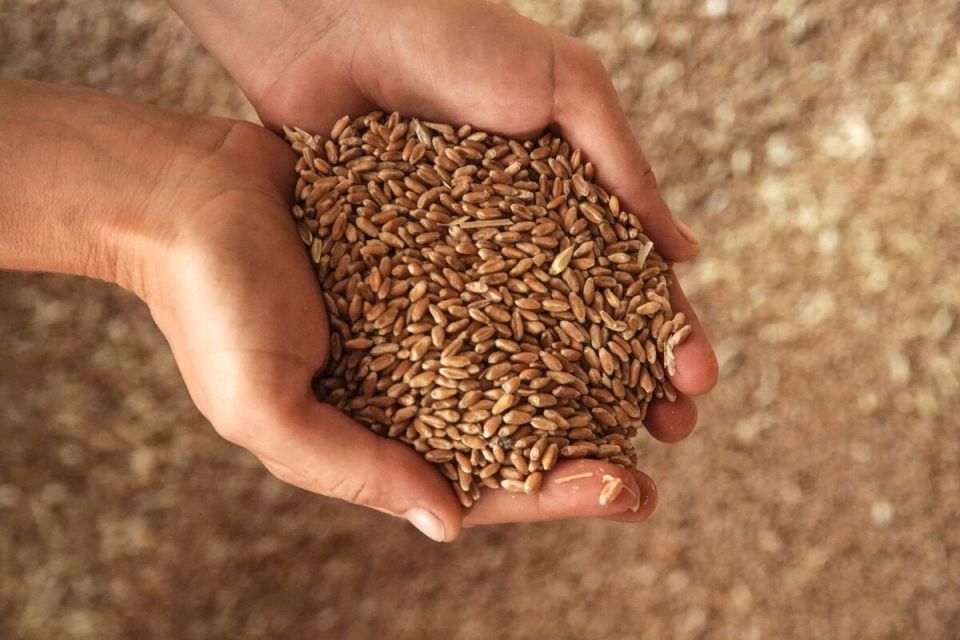 Армения всерьез рассматривает украинское зерно: что стоит за новым курсом?