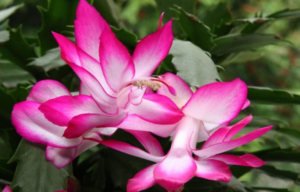 Как обеспечить декабристу идеальные условия для цветения в холодный сезон