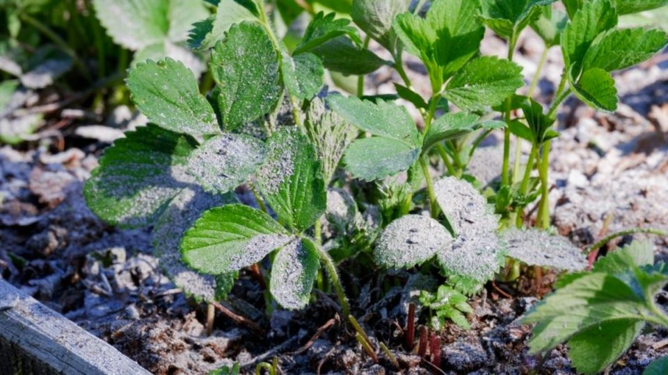 Защита клубники: весеннее опудривание для здоровья и урожая