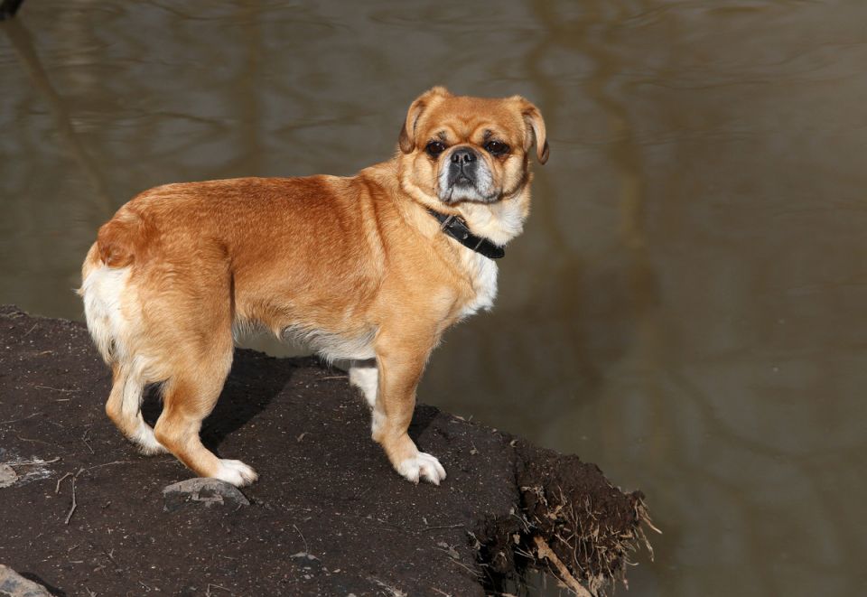 Приготовьтесь к изменениям: новые правила для владельцев собак в 2025 году