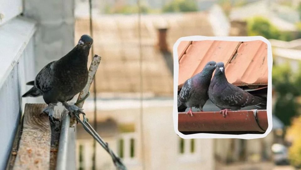 Эффективные методы отпугивания голубей с балконов и крыш