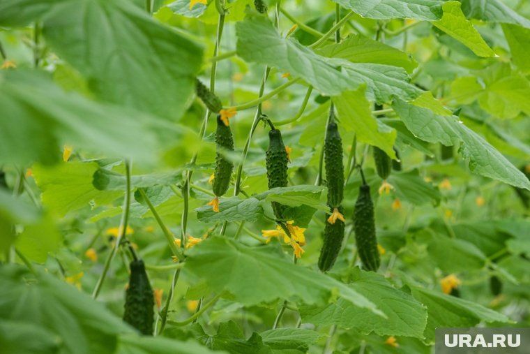 Как подготовить грядки после сбора огурцов: советы для садоводов