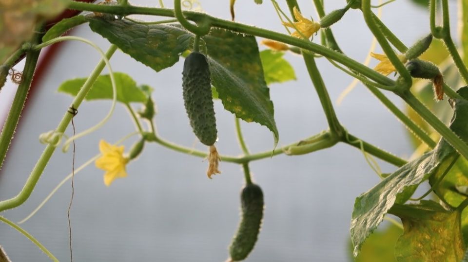 Огурцы без забот: белорусский метод, который избавляет от ежедневного полива