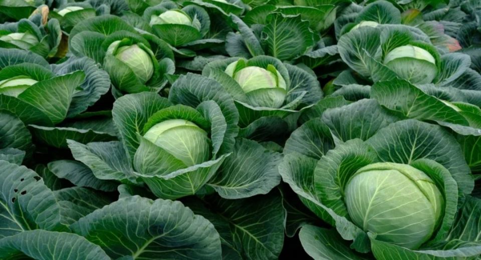 Когда рассада капусты меняет цвет: как найти причины и исправить ситуацию