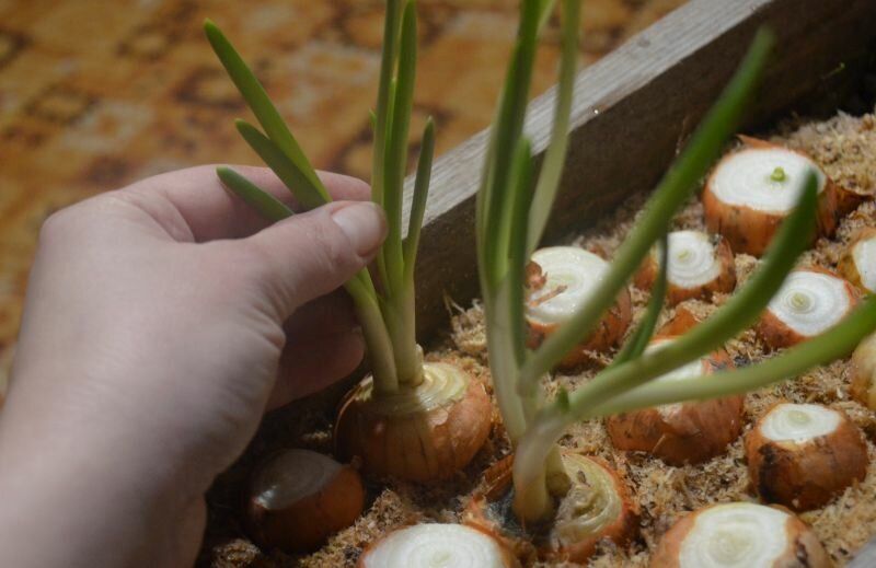 Как вырастить зелень из магазинного лука: простой и эффективный способ
