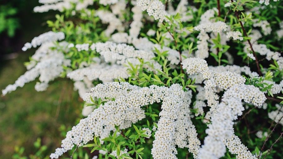 Как правильно обрезать спирею в ноябре для продолжительного цветения