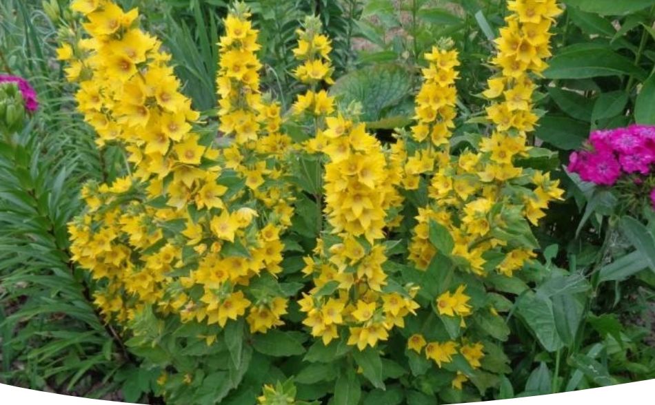 Вербейники: яркие акценты вашим садом