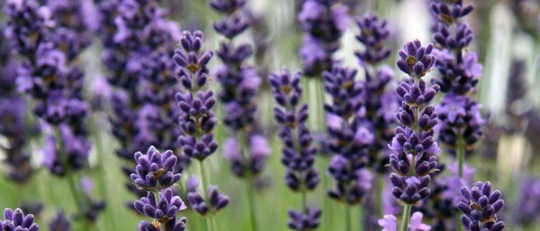 Лаванда на вашем участке: советы по успешному посеву