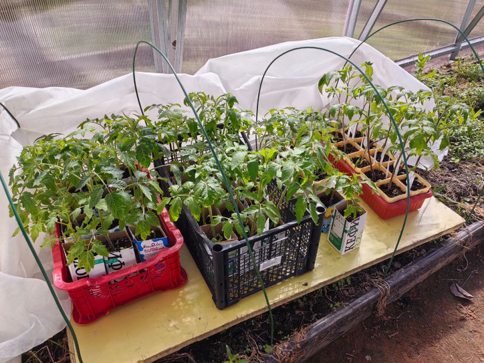 Как защитить помидоры от ночных заморозков