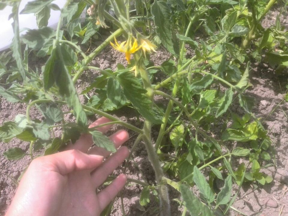 Индетерминантные томаты: горизонты для вашего урожая в теплице