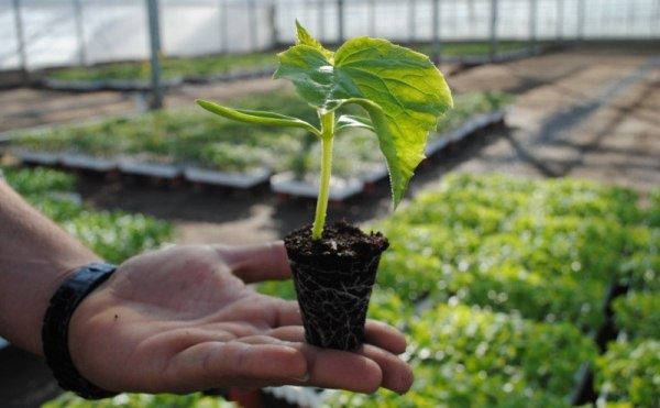 Эффективные методы защиты огурцов от болезней и вредителей