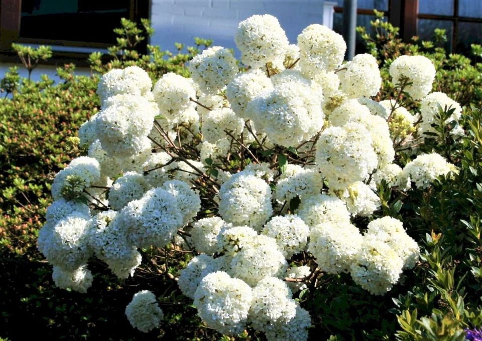 Калина Эскимо: декоративная жемчужина для вашего сада