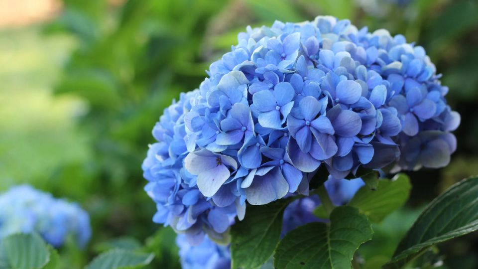 Гортензии в июле: как сохранить великолепие цветений и подготовиться к следующему сезону